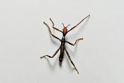 wandelende tak (extatosoma tiaratum)